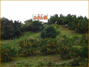 �����̊ŔB�������̖ڈ�ɁI