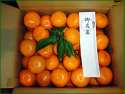 こんな感じでお届けします。